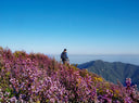 Conquering Tà Chì Nhù in the Purple Flower Season