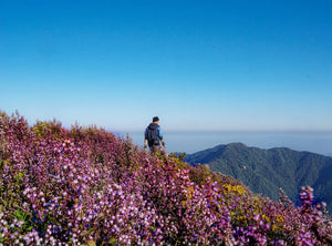 Conquering Tà Chì Nhù in the Purple Flower Season
