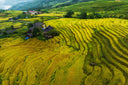 Lào Cai’s Golden Harvest – A Magical Scene After the Rain